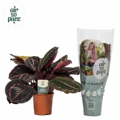 Calathea Dottie P14cm ASP