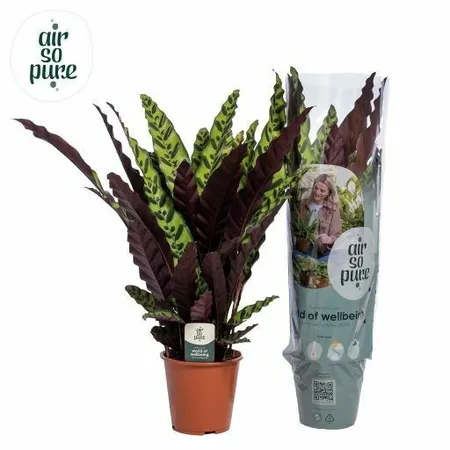 Calathea Lancifolia Insignes P19cm ASP