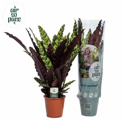 Calathea Lancifolia Insignes P19cm ASP