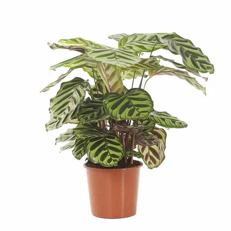 Calathea Makoyana ASP