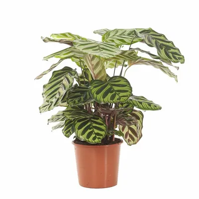 Calathea Makoyana ASP