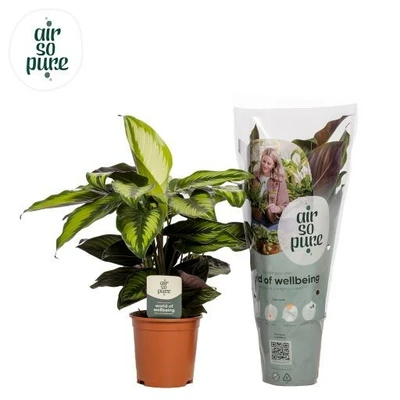 Calathea P14 Pinstripe ASP