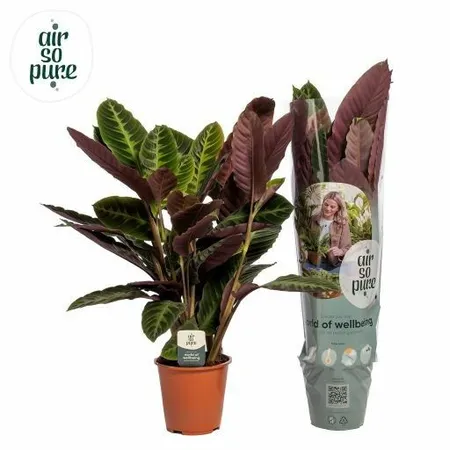 Calathea Warscewiczii