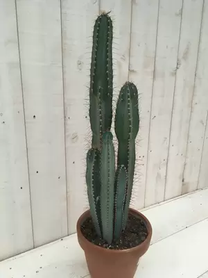 Cereus forbesii stenen pot P23 H60 cm