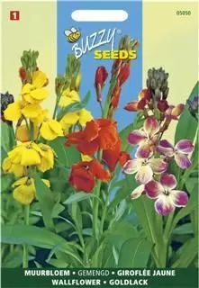 Cheiranthus cheirii fair lady 1.5g - afbeelding 1