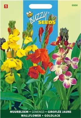 Cheiranthus cheirii fair lady 1.5g - afbeelding 3