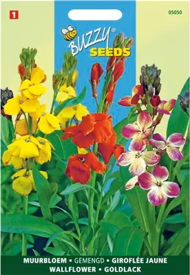 Cheiranthus cheirii fair lady 1.5g - afbeelding 4