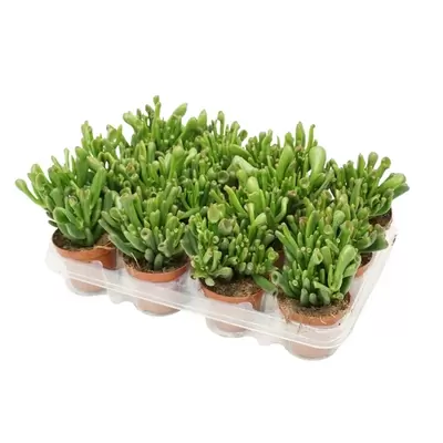 Crassula ovata Gollum P8,5 H15 cm