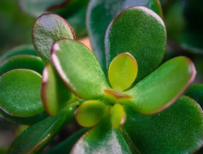 Crassula P8.5 Ovata Minor