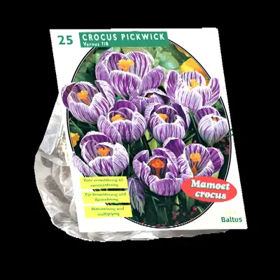 Crocus grootbloemig. gestreept 25st