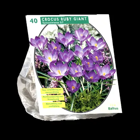 Crocus ruby giant 40st