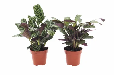 Ctenanthe amagris
