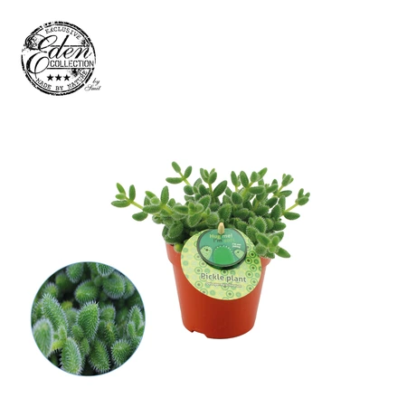 Delosperma echinatum P12 H20cm