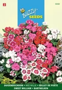 Dianthus barbatus wee willie 0.5g - afbeelding 3