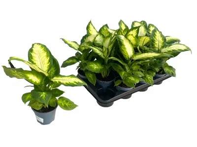 Dieffenbachia P12 Camilla