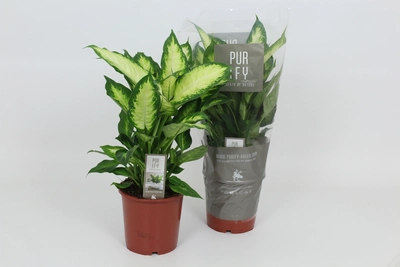 Dieffenbachia P17 Camilla