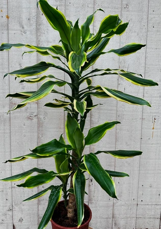 Dracaena fragrans 'gold coast' - afbeelding 1