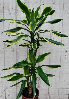 Dracaena fragrans 'gold coast' - afbeelding 1