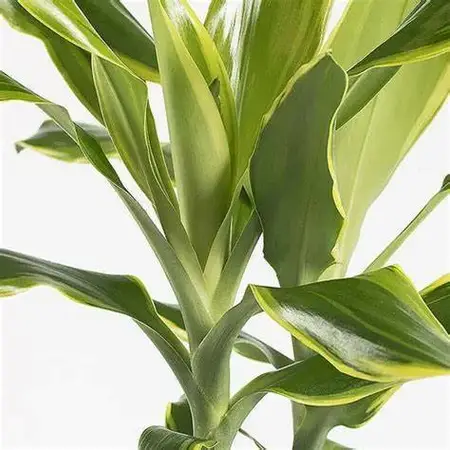 Dracaena fragrans 'gold coast' - afbeelding 2