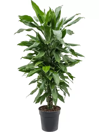 Dracaena fragrans janet lind p27h120cm