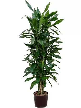 Dracaena fragrans janet lind p30h140cm