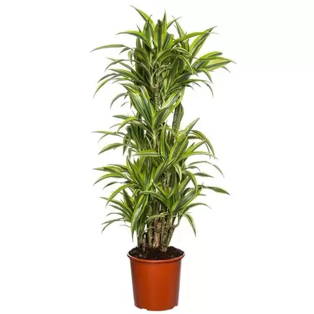 Dracaena fragrans lemon lime p27h120cm