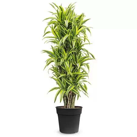 Dracaena fragrans lemon lime p30h140cm