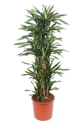 Dracaena fragrans riki p30h140cm