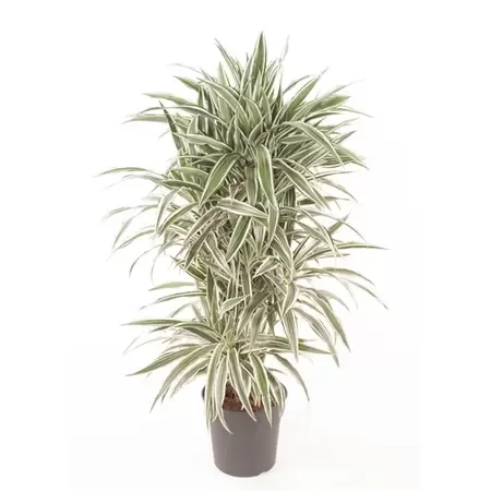 Dracaena fragrans white strip p27h120cm