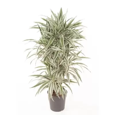 Dracaena fragrans white strip p27h120cm