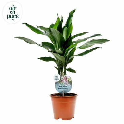 Dracaena P14 Janet Lind ASP
