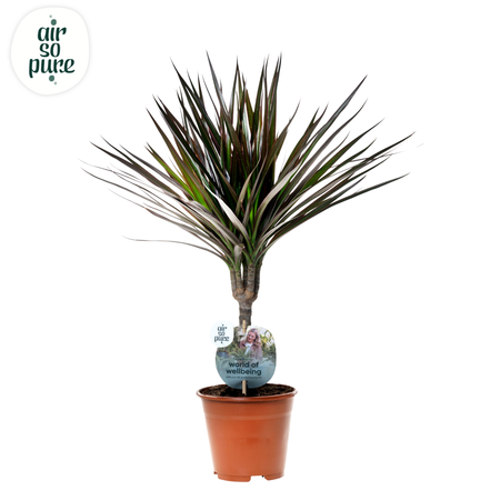 Dracaena P14 Magenta ASP