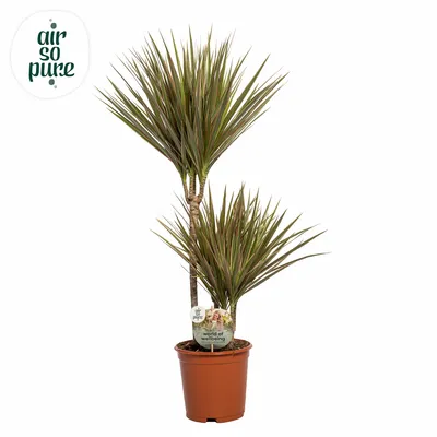 Dracaena P21 Bicolor 45+15+10 ASP