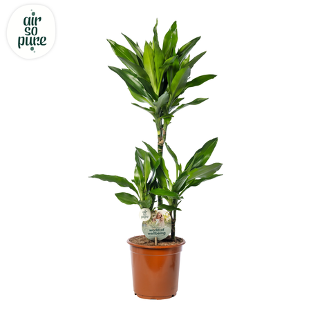 Dracaena P21 Janet Lind 45+15+10 ASP