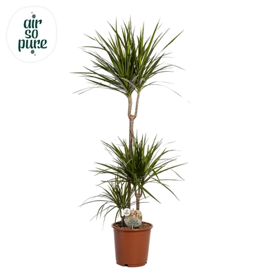 Dracaena P24 Marginata 75+30+10 ASP