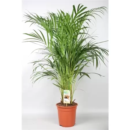 Dypsis lutescens Areca p24h125cm