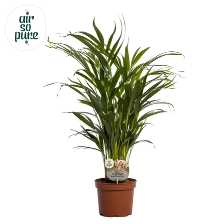 Dypsis lutescens P17 (Areca) ASP