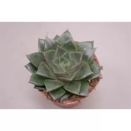 Echeveria chinensis P8,5 H12 cm