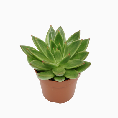 Echeveria P10.5 agavoides