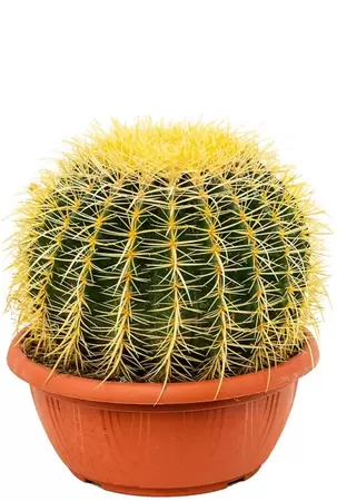 Echinocactus grusonii P27 H25 cm