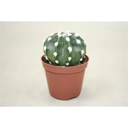 Echinopsis oxygona Multiplex P8,5 cm