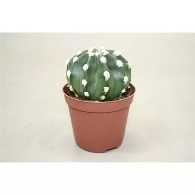 Echinopsis oxygona Multiplex P8,5 cm