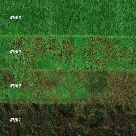 ECOstyle Gazon max 200m2 - 10kg - afbeelding 3