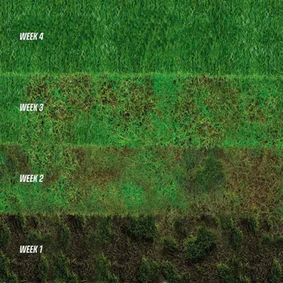 ECOstyle Gazon max 20m2 - 1kg - afbeelding 2