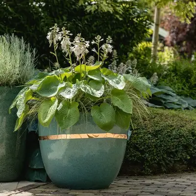 ECOstyle Slakvrij Koperband 4m - afbeelding 4