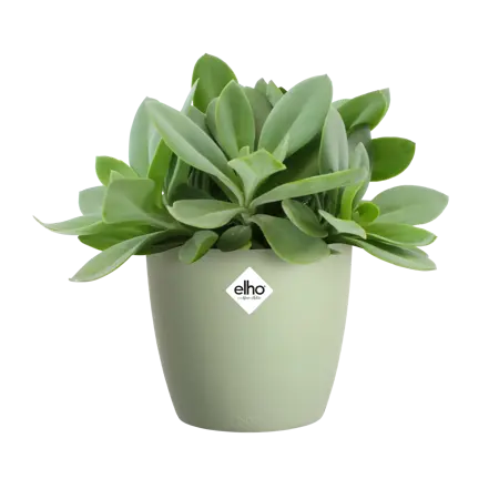 ELHO Pot brussels d9.5cm sorbet groen - afbeelding 2