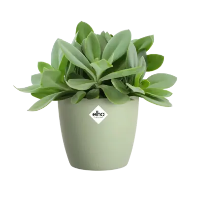 ELHO Pot brussels d9.5cm sorbet groen - afbeelding 2