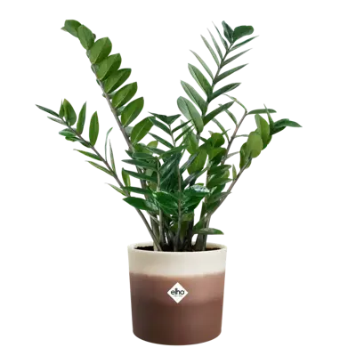 ELHO Pot colour gradient d18cm cederbrn - afbeelding 1