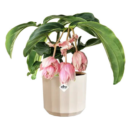 ELHO Pot facet d14cm amandelroze - afbeelding 2