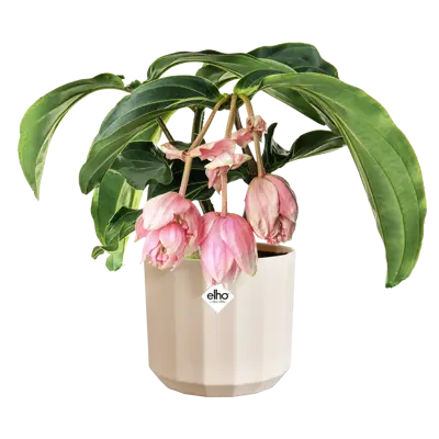 ELHO Pot facet d14cm amandelroze - afbeelding 2